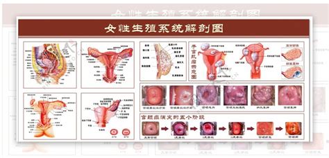 真人陰唇|解剖學/女性外生殖器